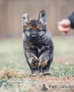 Foto №1. deutscher schäferhund - zum Verkauf in der Stadt Middlesbrough | verhandelt | Ankündigung № 122129