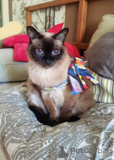 Foto №3. Eine ältere, sehr sanfte Thaikatze namens Syusya sucht ein Zuhause.. Russische Föderation