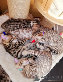 Foto №3. Geimpfte Bengalkatzen-Kätzchen sind jetzt bereit, Lieferservice nach Hause. Deutschland