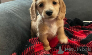 Foto №2 zu Ankündigung № 160039 zu verkaufen dackel - einkaufen Rumänien quotient 	ankündigung