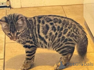 Foto №2 zu Ankündigung № 164927 zu verkaufen bengal katzenrasse - einkaufen Finnland quotient 	ankündigung, züchter