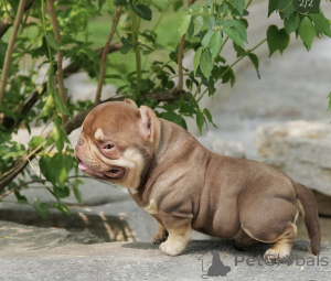 Foto №3. Nano Bullies zu verkaufen. Deutschland