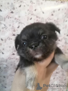 Zusätzliche Fotos: Chihuahua-Baby