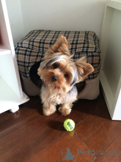 Foto №3. Yorkshire-Welpe für eine gute Mutter. Finnland