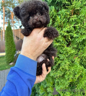 Foto №3. Dean Janet Kay Welpen Haus. USA