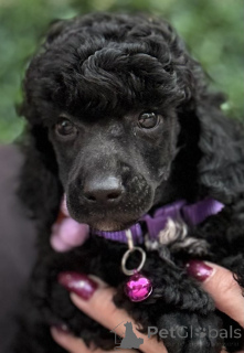 Foto №3. Boy black poodle. Serbien