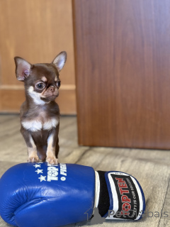 Foto №3. Chihuahua-Junge. Weißrussland