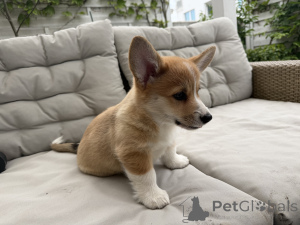 Foto №1. welsh corgi - zum Verkauf in der Stadt Warschau | 2000€ | Ankündigung № 168788