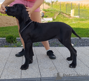 Foto №4. Ich werde verkaufen deutsche dogge in der Stadt Trąbki Małe. züchter - preis - 1500€