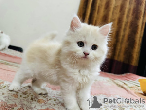 Foto №3. Gatitos persas - Venta. Spanien