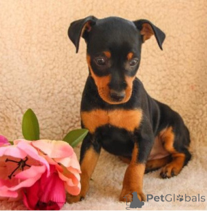 Foto №1. zwergpinscher - zum Verkauf in der Stadt Golčův Jeníkov | verhandelt | Ankündigung № 170672