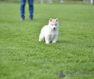 Foto №2 zu Ankündigung № 133592 zu verkaufen siberian husky - einkaufen Serbien quotient 	ankündigung