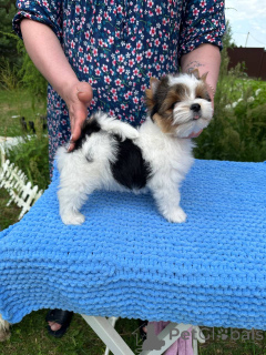 Foto №3. Babys der Biveveta. Weißrussland