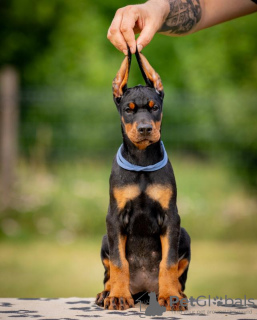 Foto №4. Ich werde verkaufen dobermann in der Stadt Belgrad. züchter - preis - verhandelt