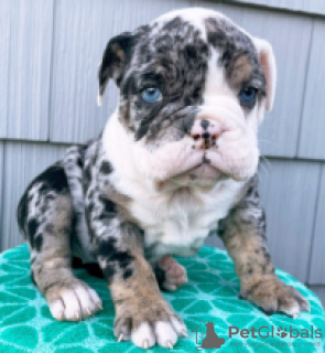 Foto №2 zu Ankündigung № 55321 zu verkaufen englische bulldogge - einkaufen Schweden quotient 	ankündigung