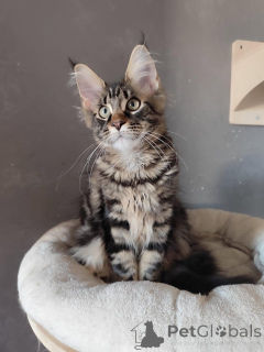 Foto №3. Gatitos azules en venta. Spanien