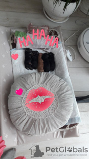 Foto №3. Zwergpudel mit Stammbäumen und Dokumenten. Litauen