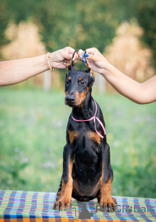 Zusätzliche Fotos: Doberman puppies for sale