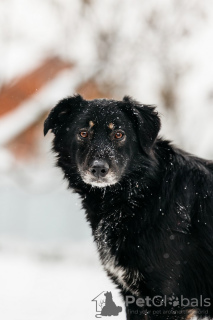 Foto №2 zu Ankündigung № 23652 zu verkaufen mischlingshund - einkaufen Russische Föderation quotient 	ankündigung