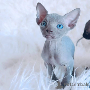 Foto №2 zu Ankündigung № 94817 zu verkaufen sphynx-katze - einkaufen Deutschland quotient 	ankündigung, vom kindergarten, züchter
