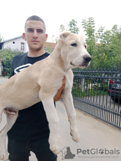 Zusätzliche Fotos: Zentralasiatischer Schäferhund
