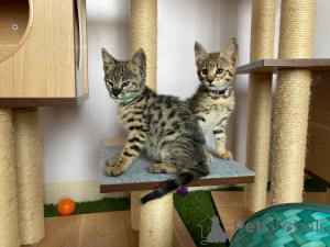 Foto №2 zu Ankündigung № 174490 zu verkaufen savannah-katze - einkaufen Deutschland 