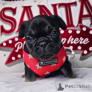 Foto №3. Französische Bulldoggenwelpen zur Adoption. Deutschland