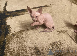 Foto №1. sphynx-katze - zum Verkauf in der Stadt Quakenbrück | 350€ | Ankündigung № 151877