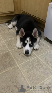 Foto №4. Ich werde verkaufen siberian husky in der Stadt Дублин. quotient 	ankündigung - preis - 400€