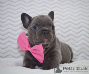 Foto №1. französische bulldogge - zum Verkauf in der Stadt Торонто | verhandelt | Ankündigung № 134037