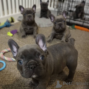 Foto №3. Gesunde blaue Französische Bulldoggenwelpen zu verkaufen. Deutschland