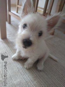 Foto №2 zu Ankündigung № 67944 zu verkaufen west highland white terrier - einkaufen Bulgarien 