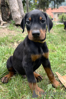 Foto №2 zu Ankündigung № 71818 zu verkaufen dobermann - einkaufen Serbien züchter