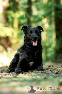 Foto №3. Der gute Hund Drake ist in guten Händen.. Russische Föderation