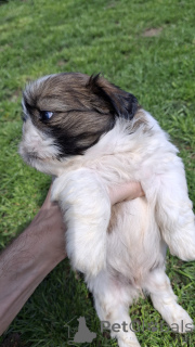 Foto №4. Ich werde verkaufen lhasa apso, shih tzu in der Stadt Helsinki. quotient 	ankündigung, vom kindergarten, züchter - preis - 1000€