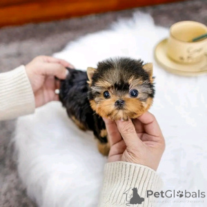 Foto №1. yorkshire terrier - zum Verkauf in der Stadt Chicago | 425€ | Ankündigung № 137725