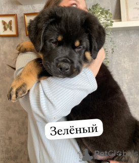 Foto №4. Ich werde verkaufen rottweiler in der Stadt Kazan. quotient 	ankündigung - preis - 37€
