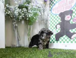 Foto №3. Dean Janet Kay Welpen Haus. USA