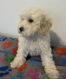 Foto №1. cavalier king charles spaniel - zum Verkauf in der Stadt Arnsberg | 400€ | Ankündigung № 157686