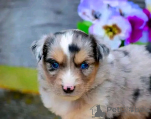 Foto №2 zu Ankündigung № 123107 zu verkaufen australian shepherd - einkaufen Australien züchter