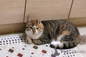 Foto №1.  - zum Verkauf in der Stadt Minsk | Frei | Ankündigung № 166532