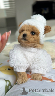 Foto №4. Ich werde verkaufen malteser in der Stadt Berlin. züchter - preis - verhandelt