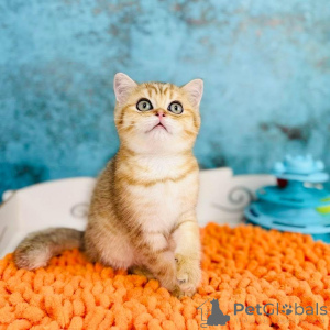 Foto №4. Ich werde verkaufen schottische faltohrkatze in der Stadt Kiew. züchter - preis - 531€