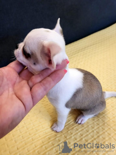 Zusätzliche Fotos: Mini-Chihuahuas