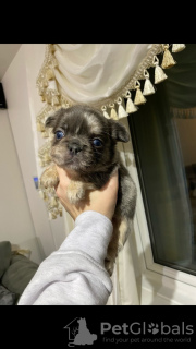 Foto №4. Ich werde verkaufen französische bulldogge in der Stadt Leipzig. quotient 	ankündigung - preis - 1063€