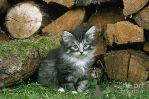 Foto №2 zu Ankündigung № 138856 zu verkaufen norwegische waldkatze - einkaufen Deutschland quotient 	ankündigung, züchter