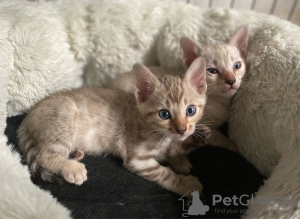 Foto №3. Ausgebildete Bengalkatzen-Kätzchen verfügbar. Deutschland