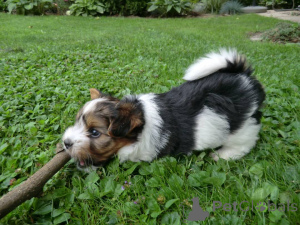 Foto №2 zu Ankündigung № 161024 zu verkaufen biewer terrier - einkaufen Deutschland 
