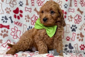 Foto №3. Wunderschöne Cavapoo-Welpen zur kostenlosen Adoption. Guinea bissau