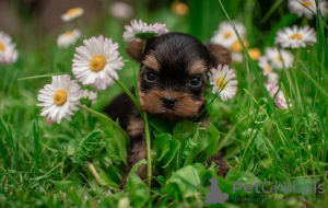 Foto №1. yorkshire terrier - zum Verkauf in der Stadt Амстердам | Frei | Ankündigung № 79814